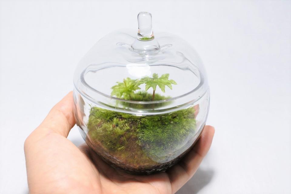 カプセルコケリウム