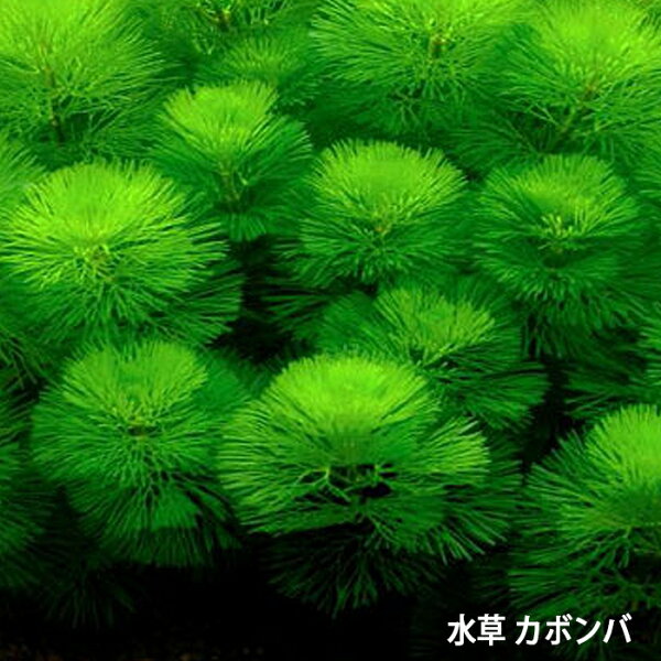 カボンバ