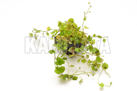 カルダミネリラタ sp. ベトナム