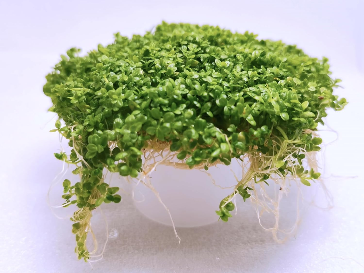 キューバパール