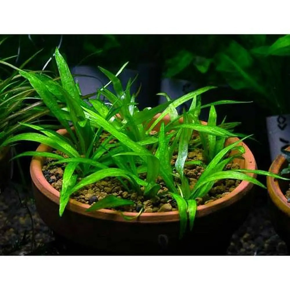 キューピーアマゾン