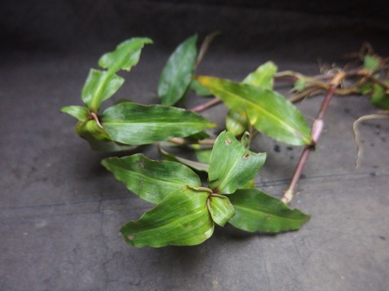 ギニアンハイグロ