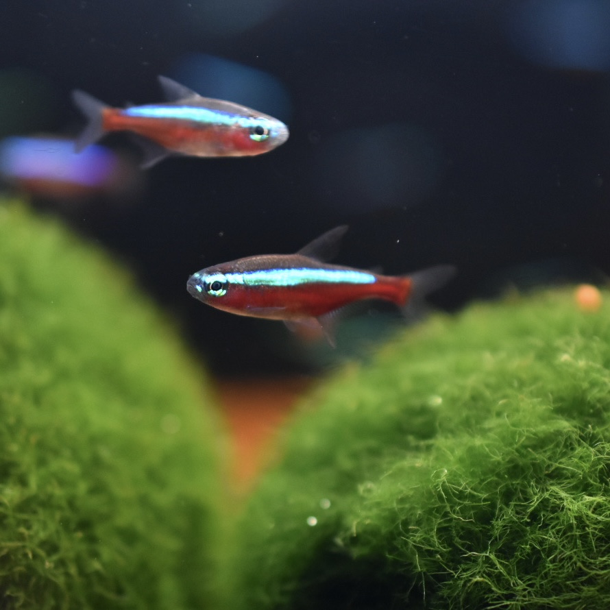 クフェア アナガロイデア