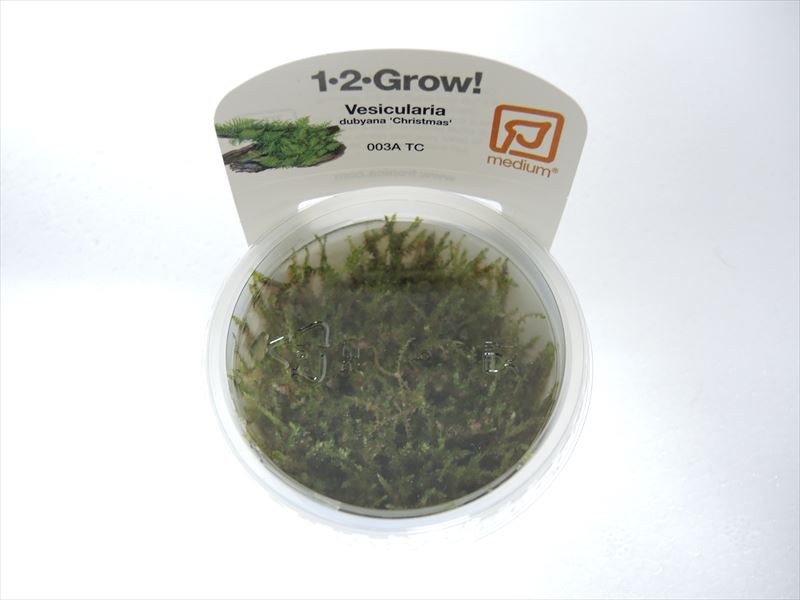 クリスマスモス