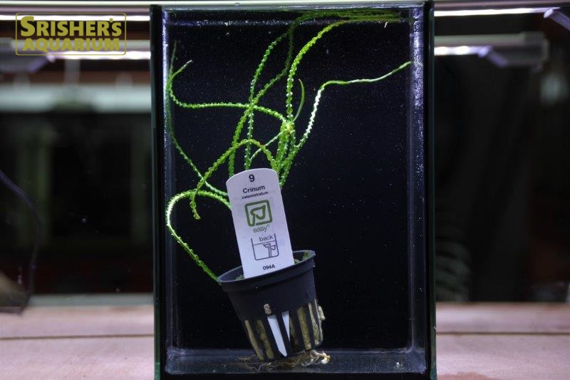 クリナム カラミストラータム