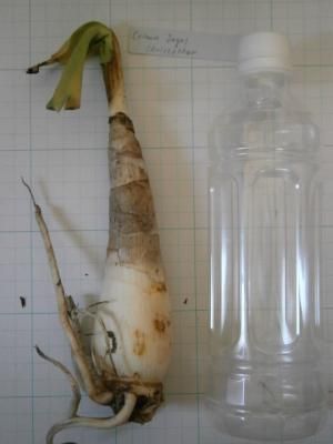 クリヌム ヤグス 'ヌガウンデレ'