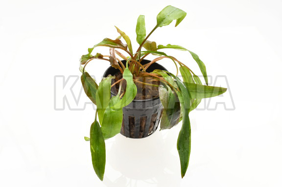 クリプト アフィニスレッド