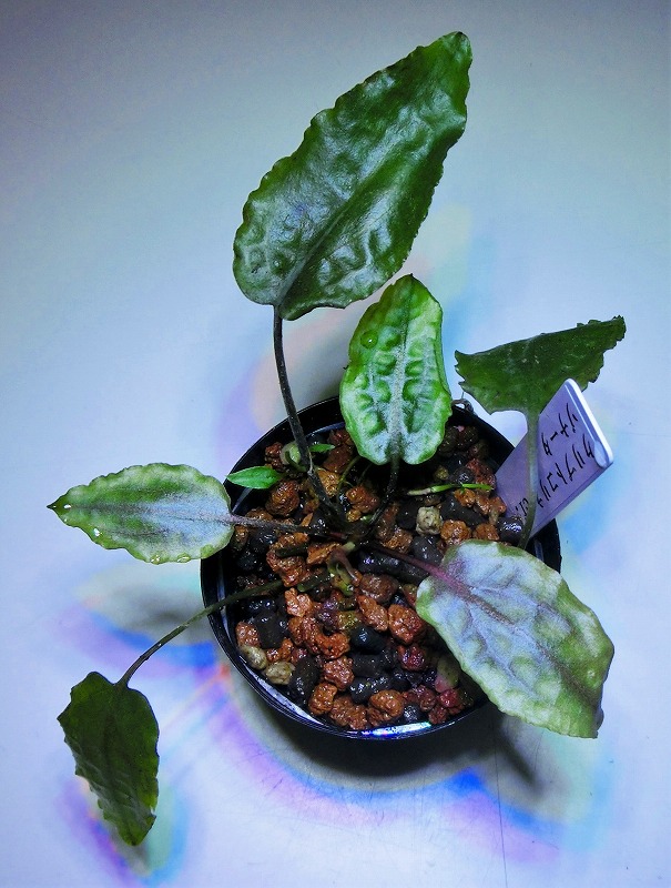 クリプト アミコルム AL