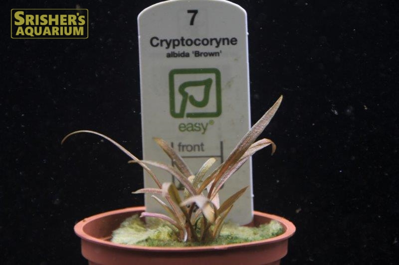 クリプト アルビダ ブラウン