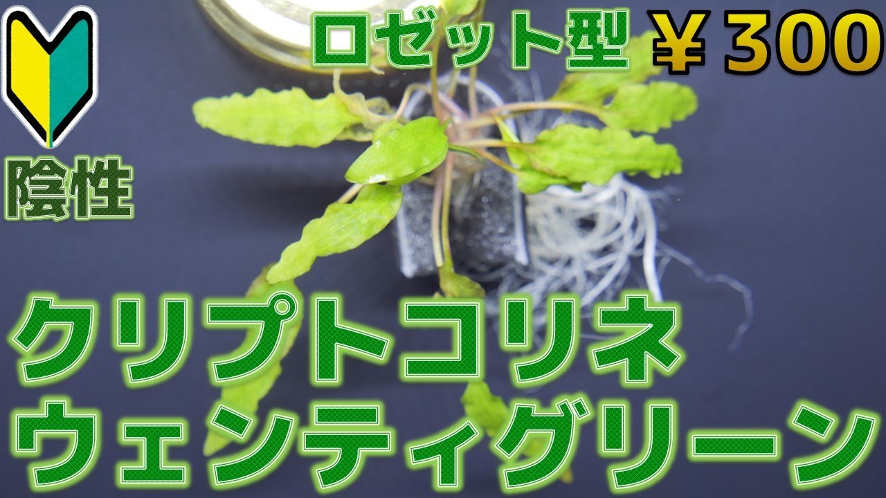 クリプト イデイイ