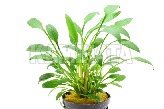 クリプト ウィリシー ナロー