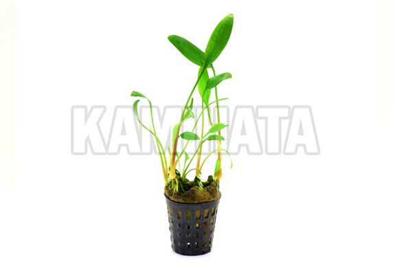 クリプト ウィリシー