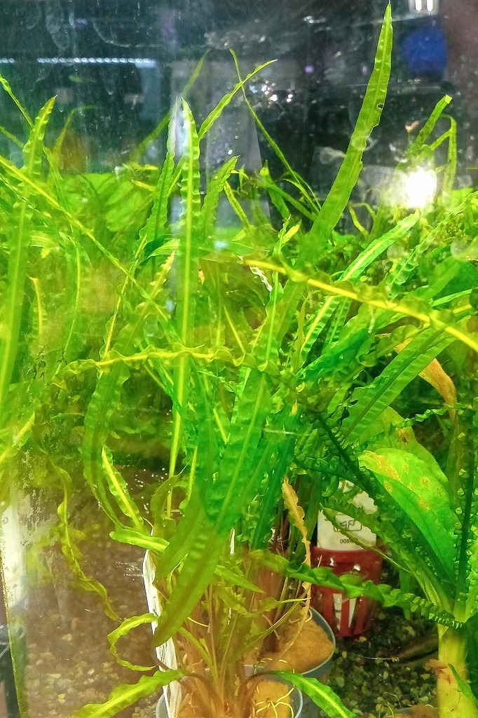 クリプト ウェンティ グリーンゲッコー