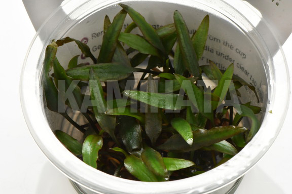 クリプト ウェンティ グリーン