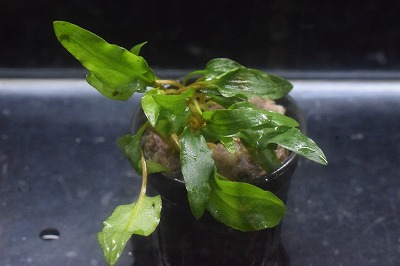 クリプト ウェンティ ピンク