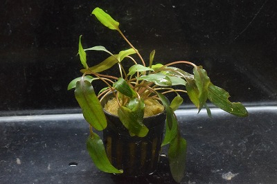 クリプト ウェンティ ブラウン