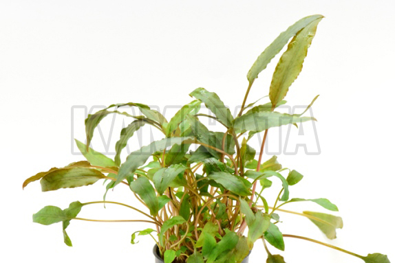 クリプト ウェンティ ミオヤ