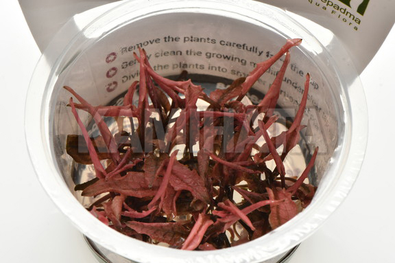 クリプト ウェンティ ロング