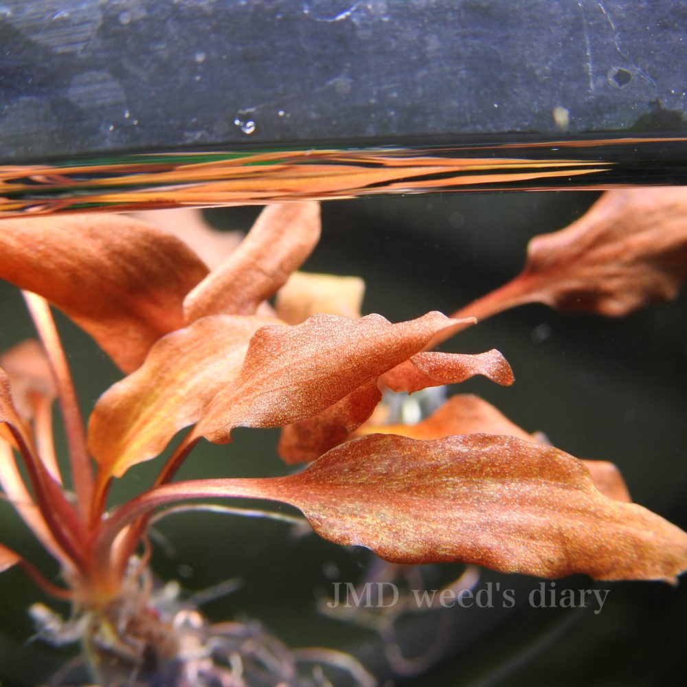 クリプト ウェンティ SRP シンドゥール