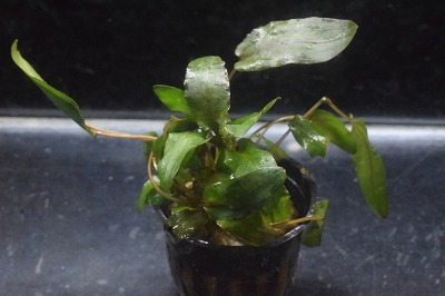 クリプト ウェンティ Xハイブリッド