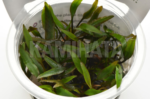 クリプト ウェンティ