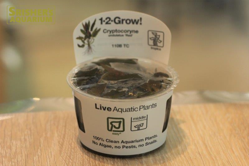 クリプト ウンデュラータス グリーン