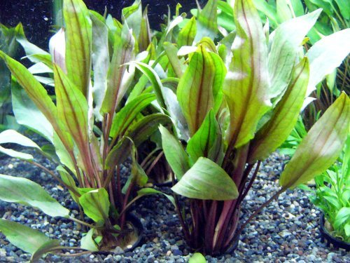 クリプト ウンデュラータスブロードリーフ