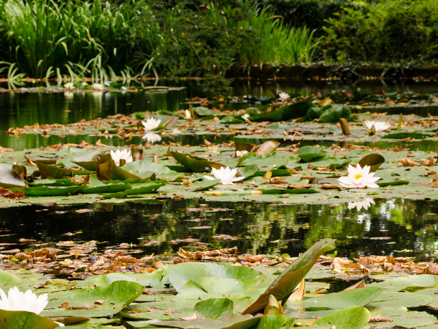 クリプト クリスパトゥラ