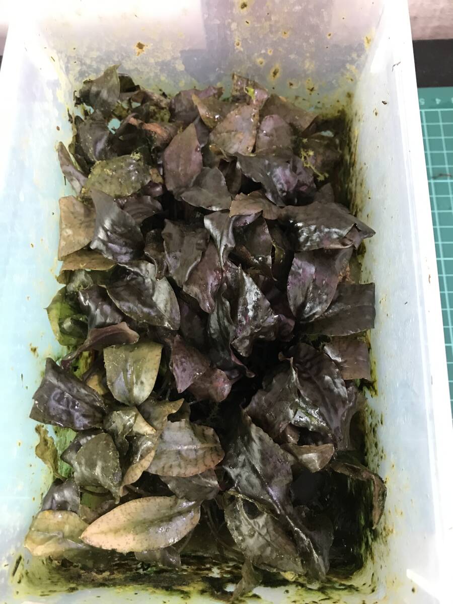 クリプト シュルツイ パープル