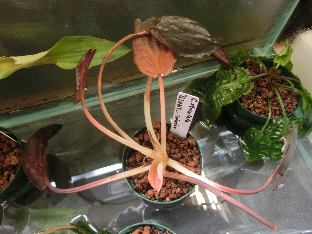 クリプト ストリオラータ 'グリーンボーダー'