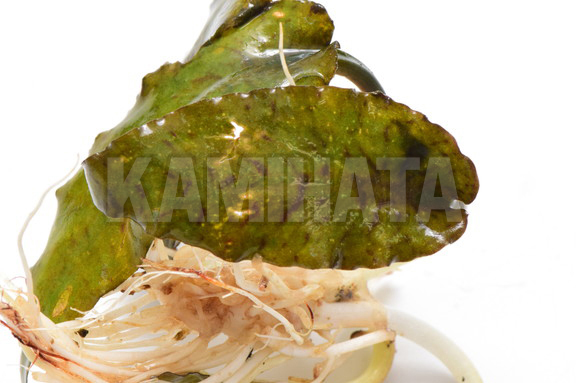 クリプト ストリオラータ 'グリーン' SEKADAU