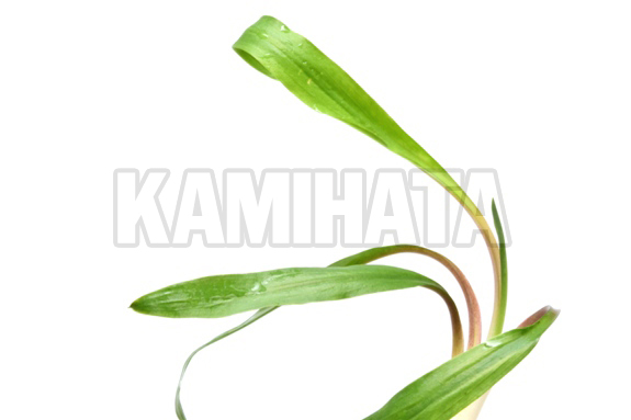 クリプト スピラリス レッド