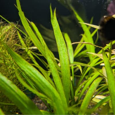 クリプト スピラリス 'Jwala'