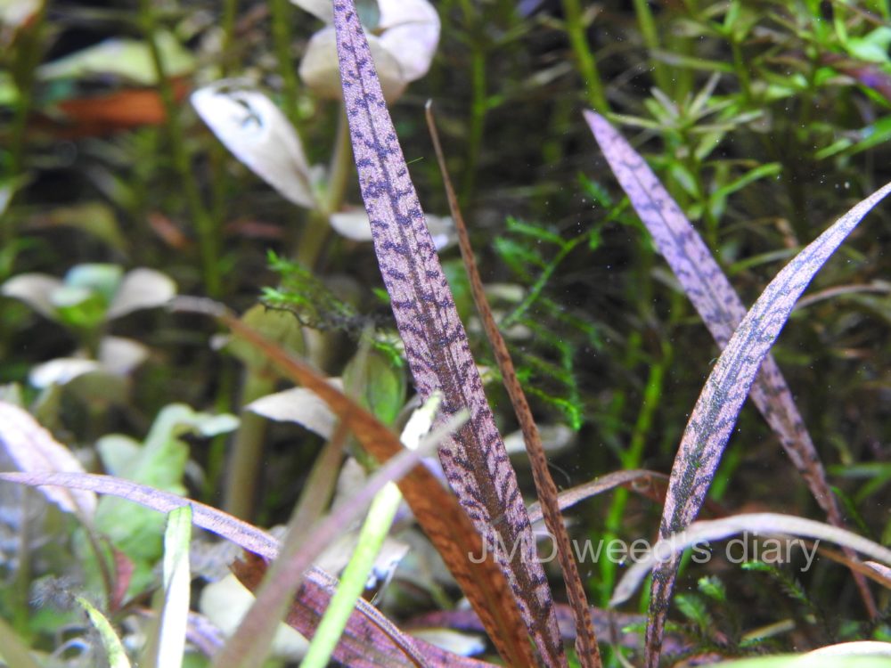 クリプト スピラリス 'Tiger'