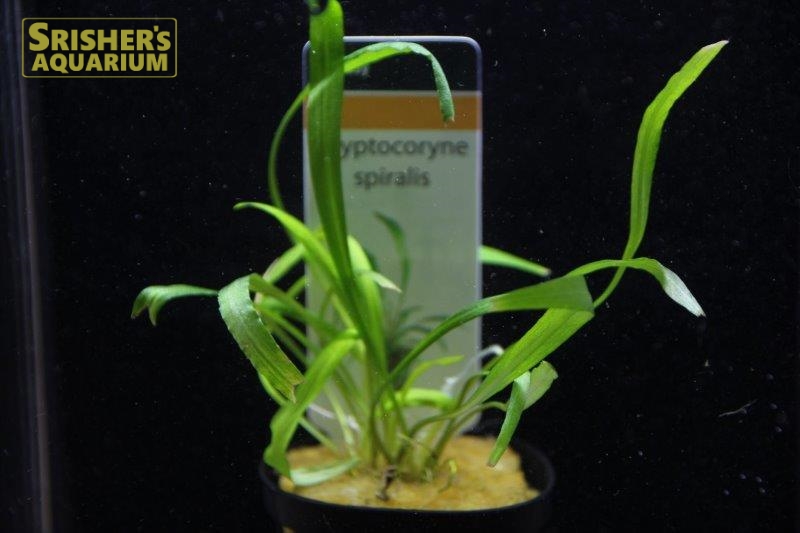 クリプト スピラリス