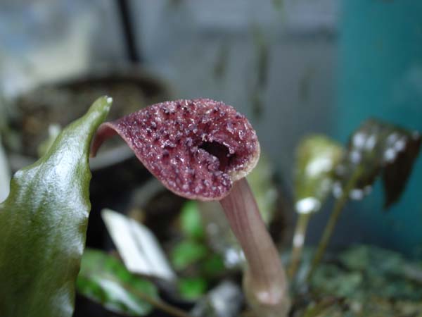 クリプト ヌーリィ ライムグリーン