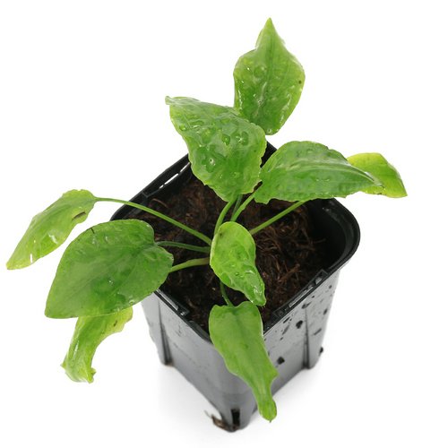 クリプト ヌーリィ ライムグリーン2