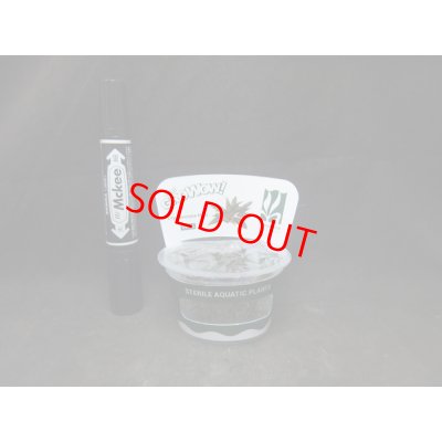 クリプト ヌーリィ var. ヌーリィ SINGKEP