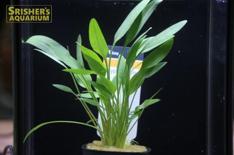 クリプト ネビリー AL