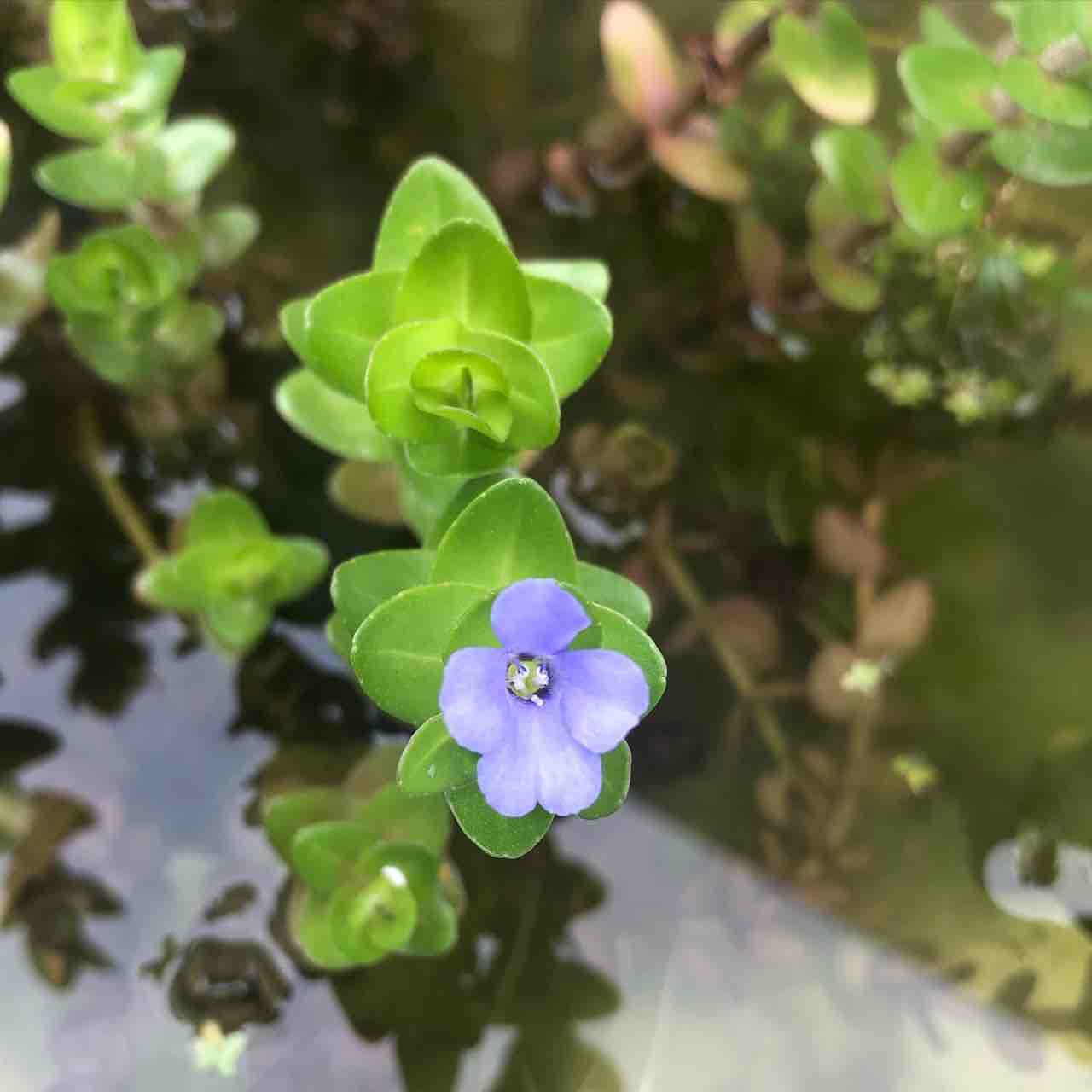 クリプト バスメイイェリ SEKADAU