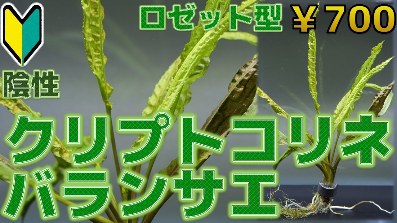 クリプト バランサエ