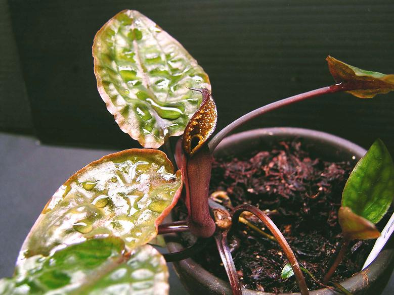 クリプト バンカネンシス WEST BELITUNG