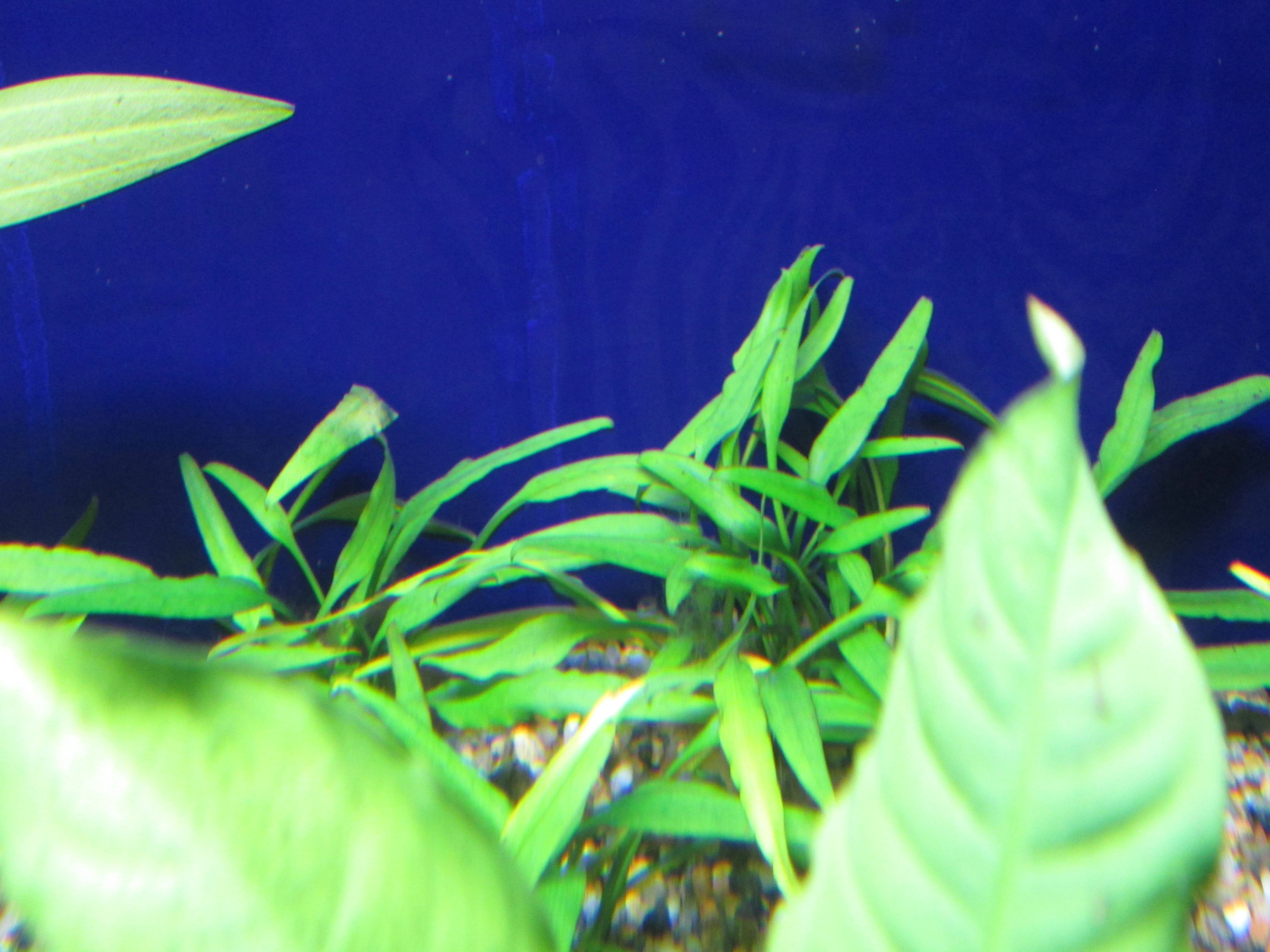 クリプト パルバ