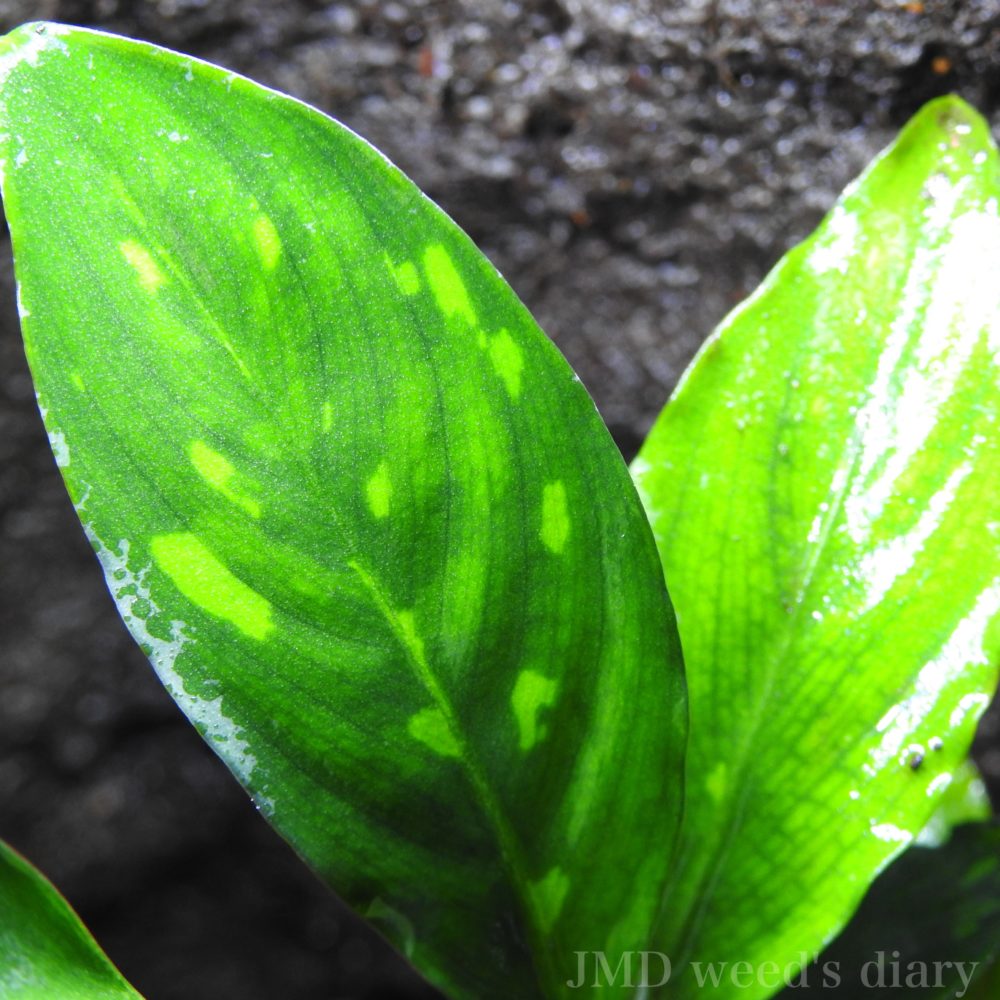 クリプト ピグマエア