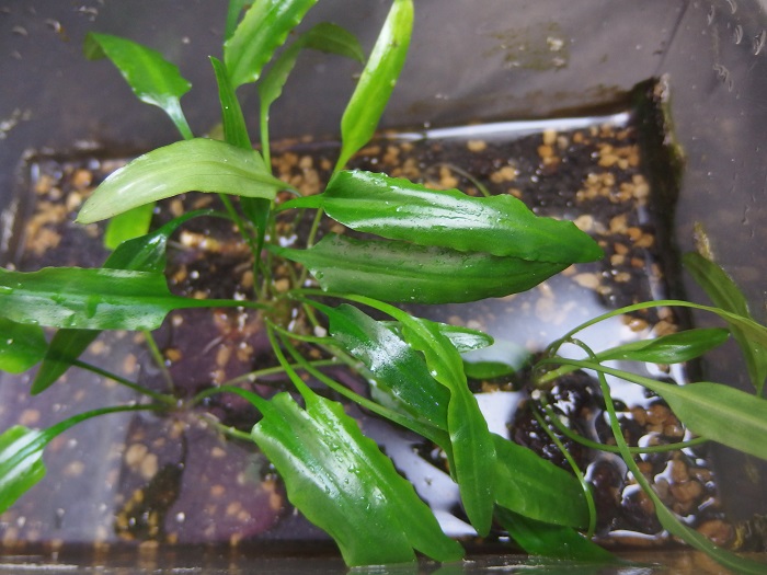 クリプト フェルギネア SANGGAU