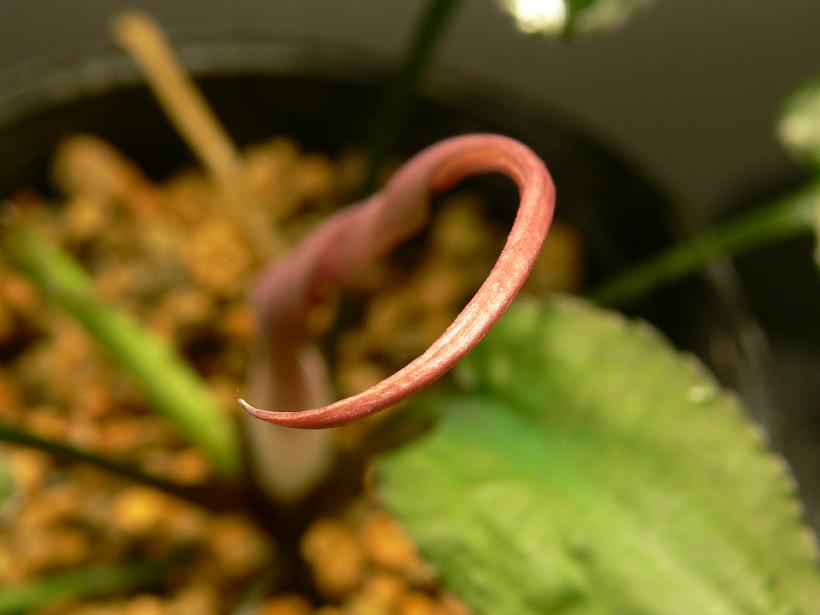 クリプト フスカ 'グリーン'