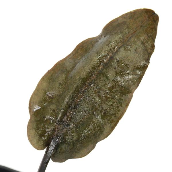 クリプト フスカ BELITUNG