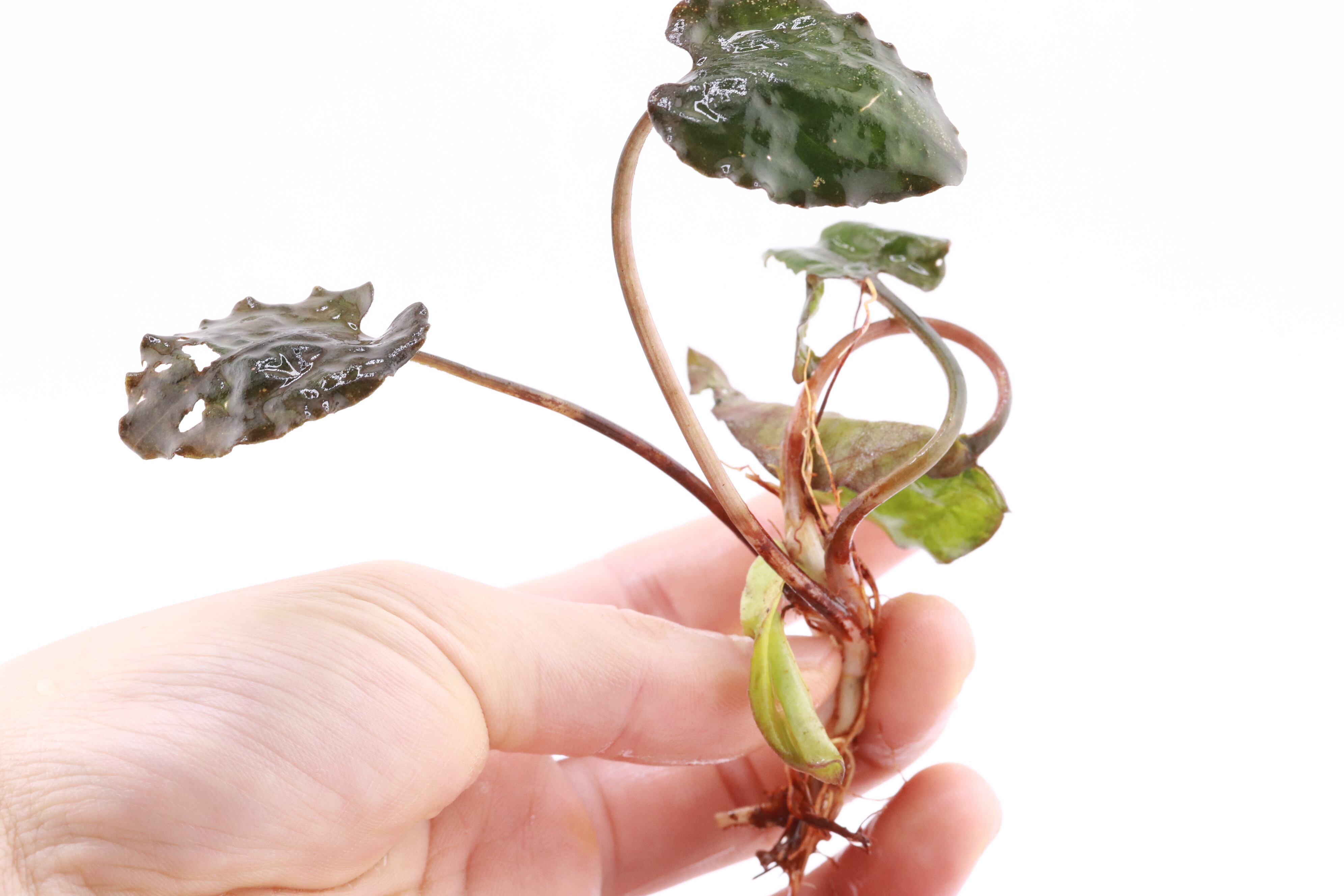 クリプト フスカ BELITUNG