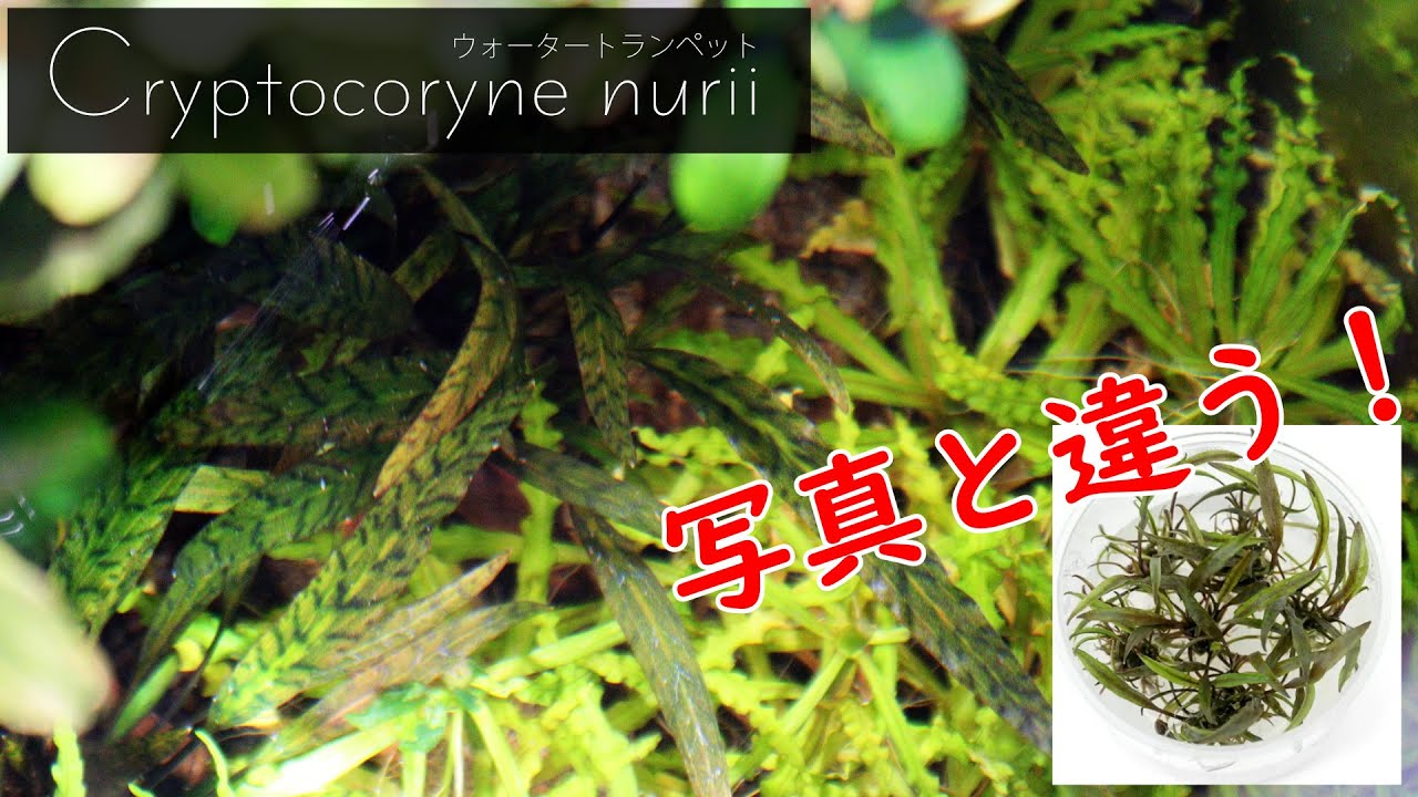 クリプト フラミンゴ ミニ