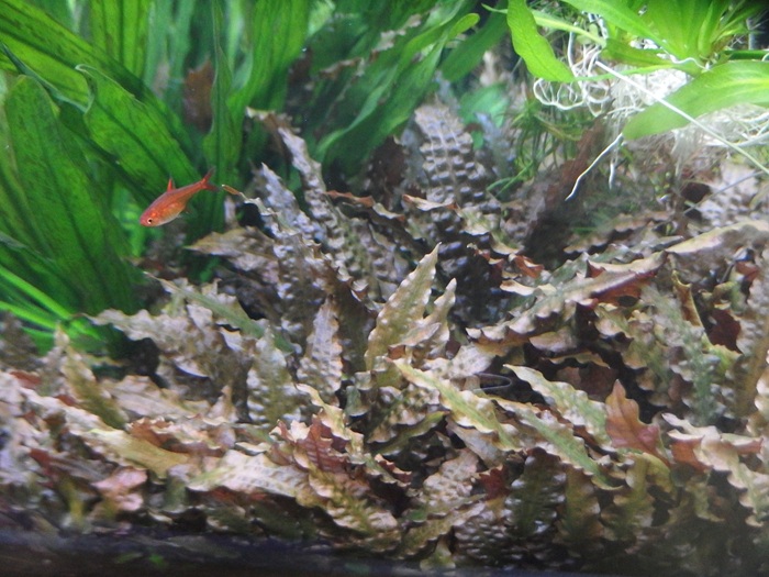 クリプト フロリダサンセット